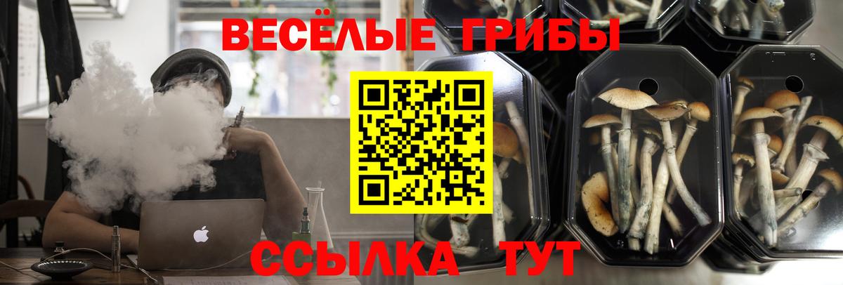Новоалександровск  закладка  Вход с VPN  Псилоцибиновые грибы GOLDEN TEACHER 